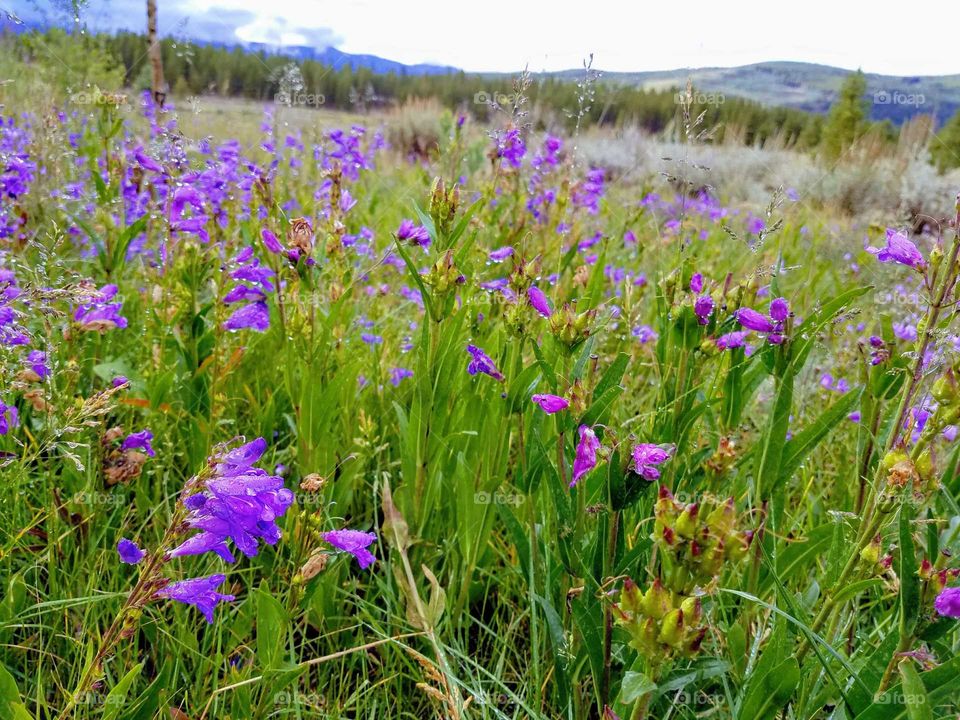 wildflowers in  Colorado