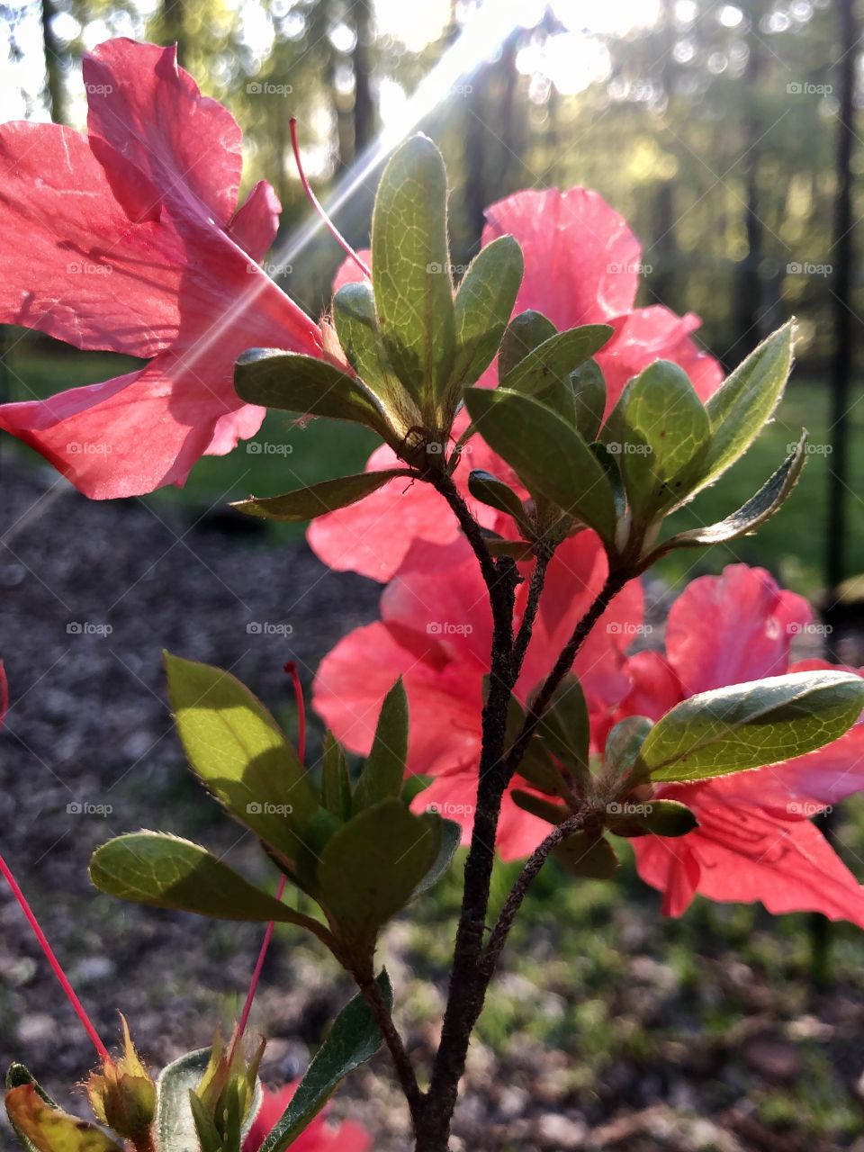 Sunlight on red azalea in late afternoon 