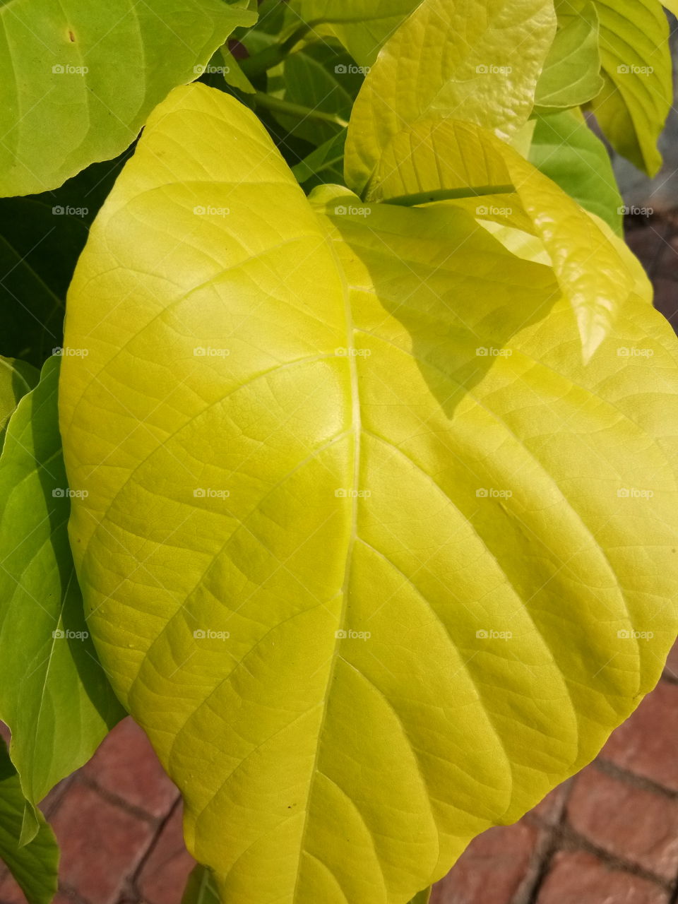 green 
leaf