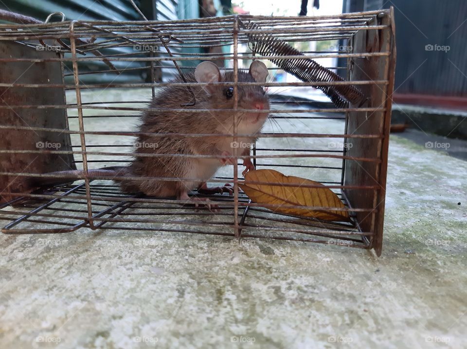 mouse trapped in a mouse catcher