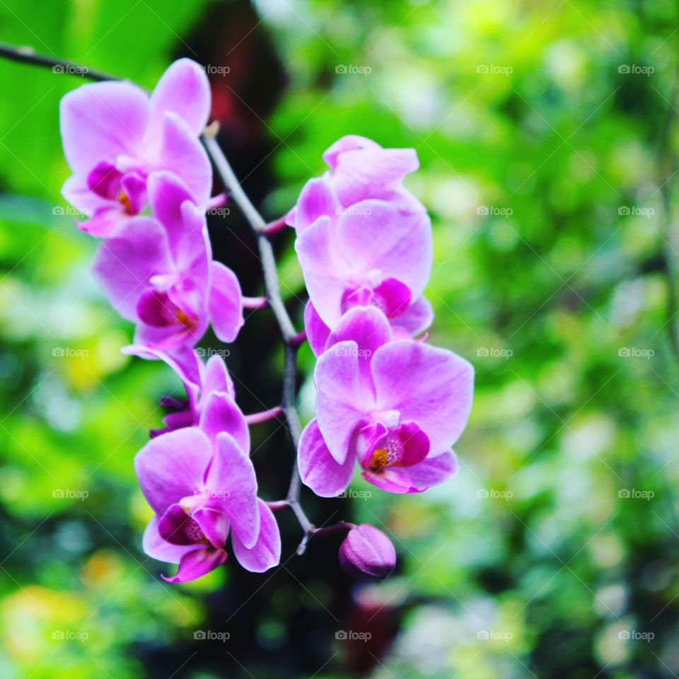 Orchids