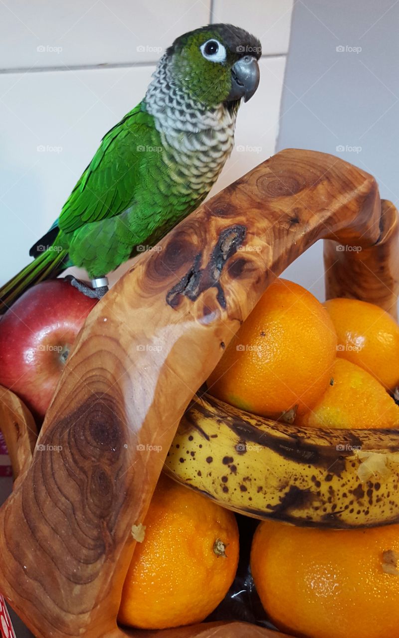 beautiful bird on a fruit bowl