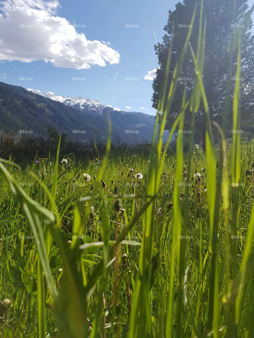 Sonne🌸🌿☀️