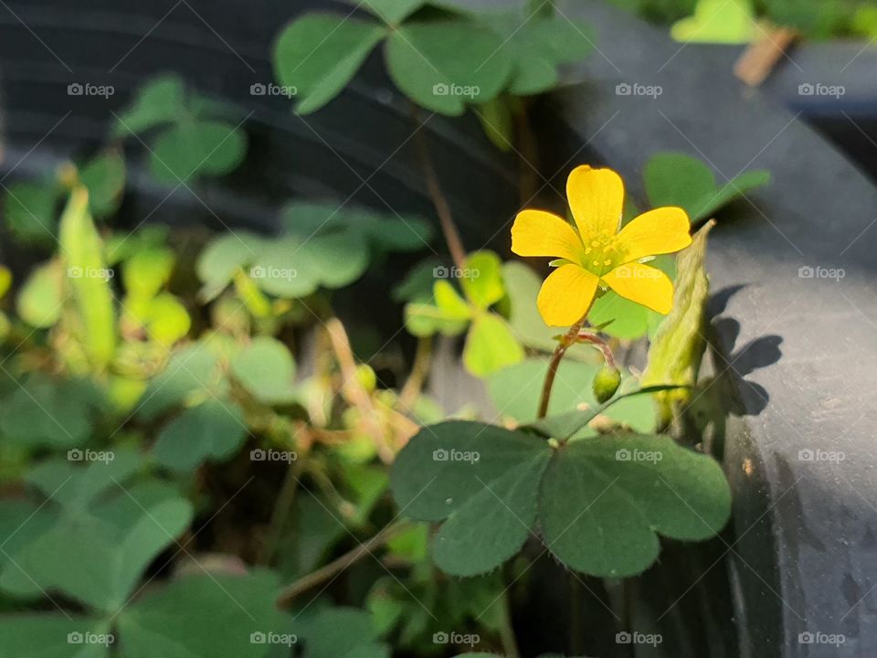 little yellow flower