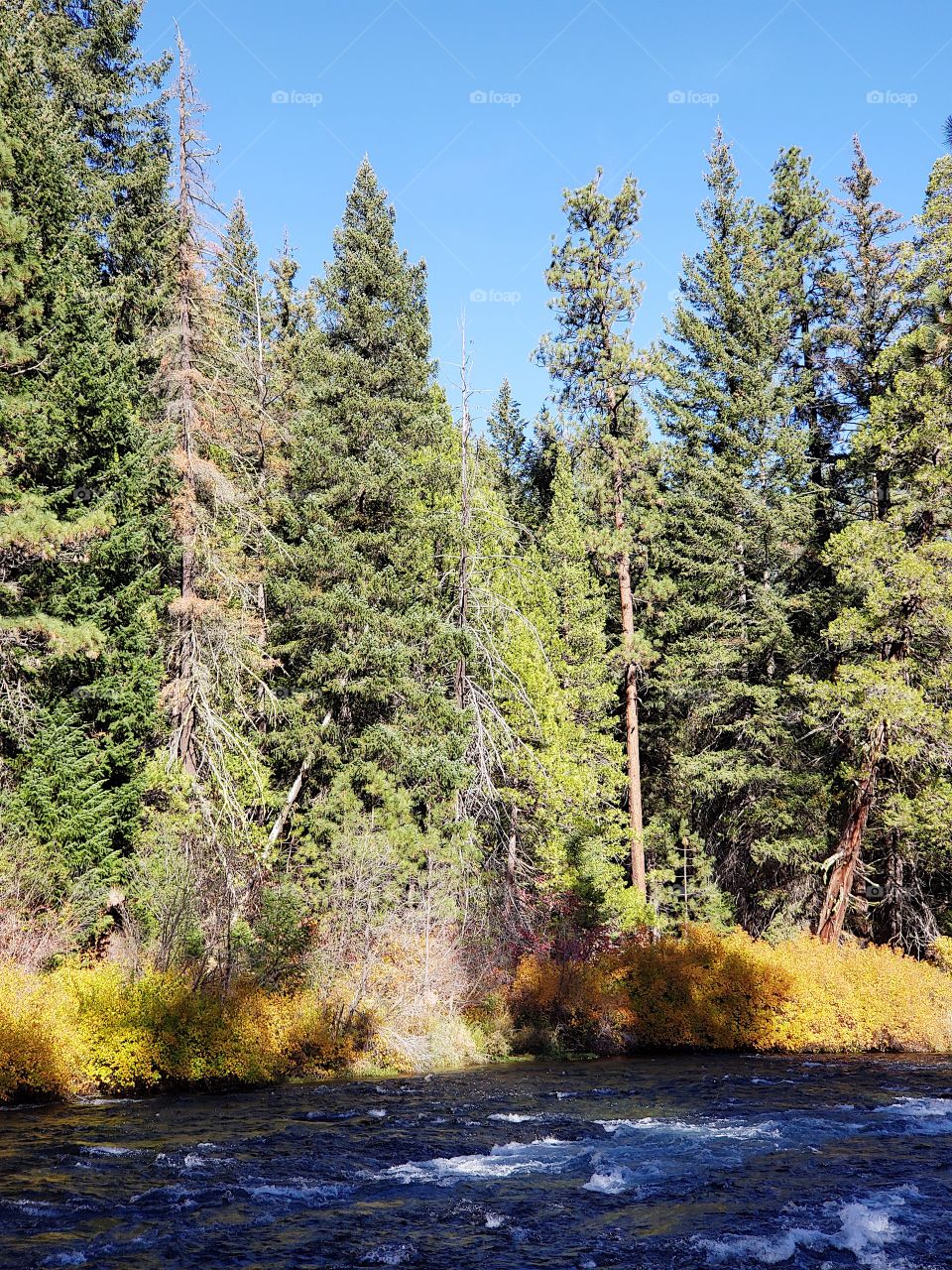 Stunning fall colors on the riverbanks of the turquoise waters of the Metolius River at Wizard Falls in Central Oregon on a sunny autumn morning. 