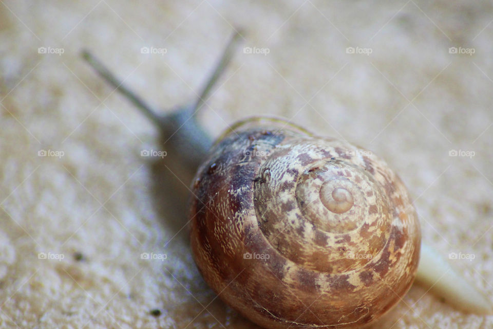 The Snail