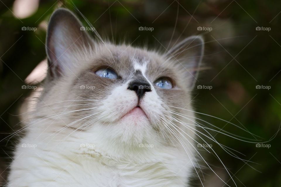 Blue eyed ragdoll tabby cat looking up closeup face