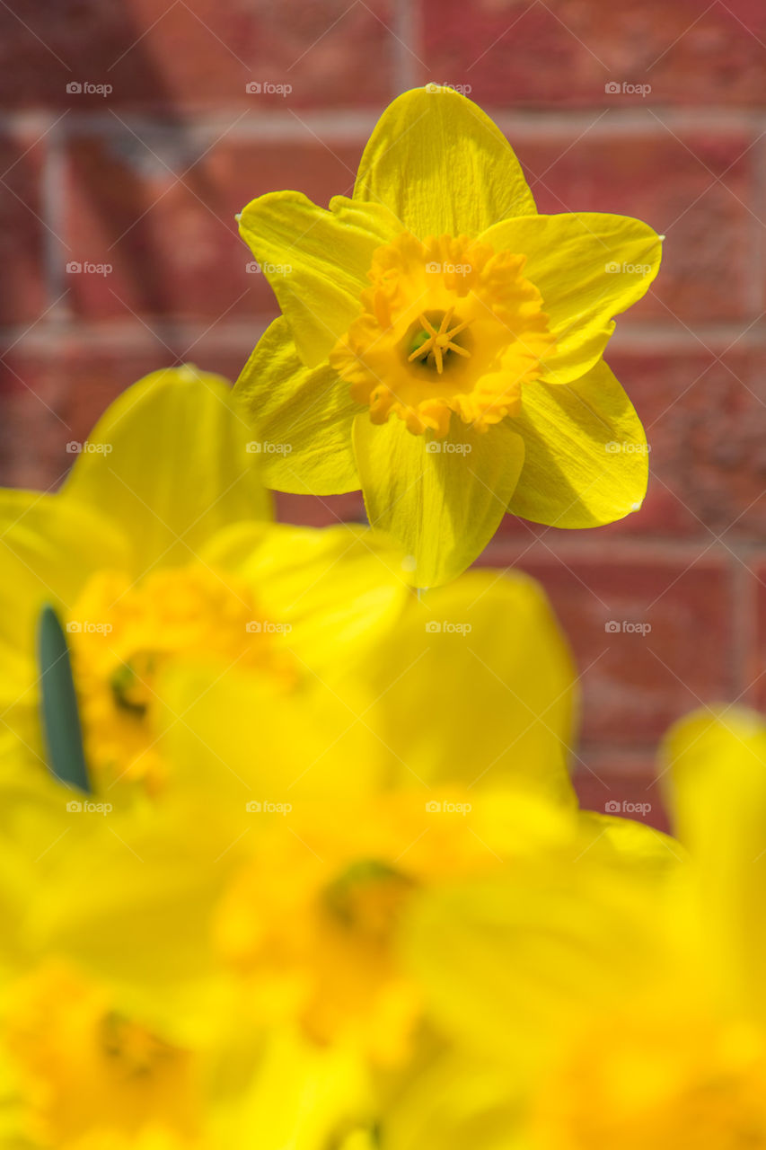 star daffodil
