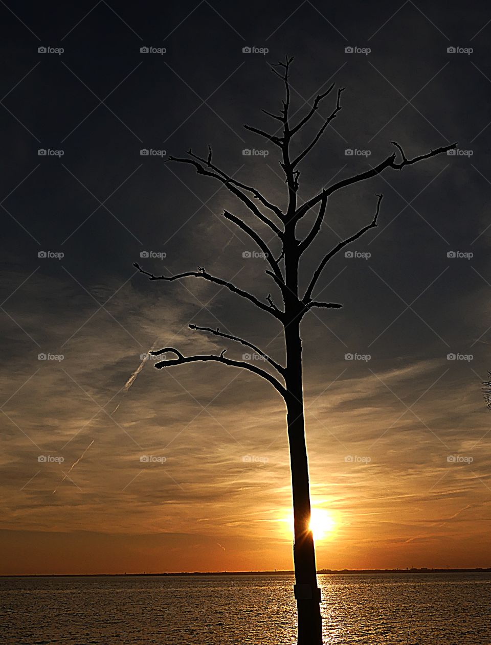 Last standing tree meets the awesome sunset