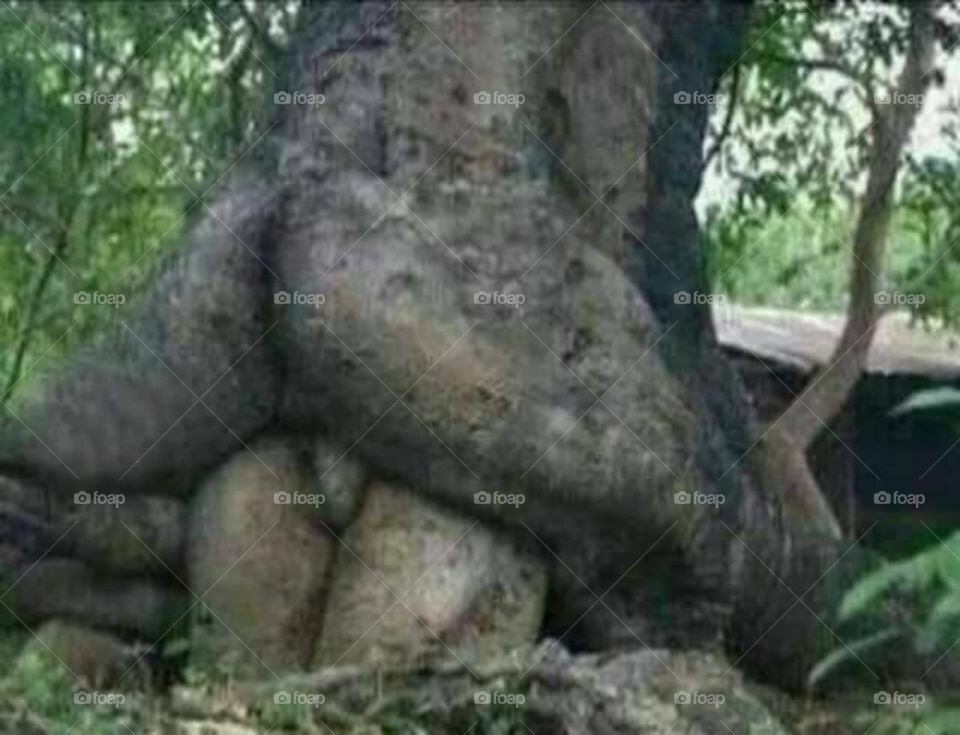 The sexi tree