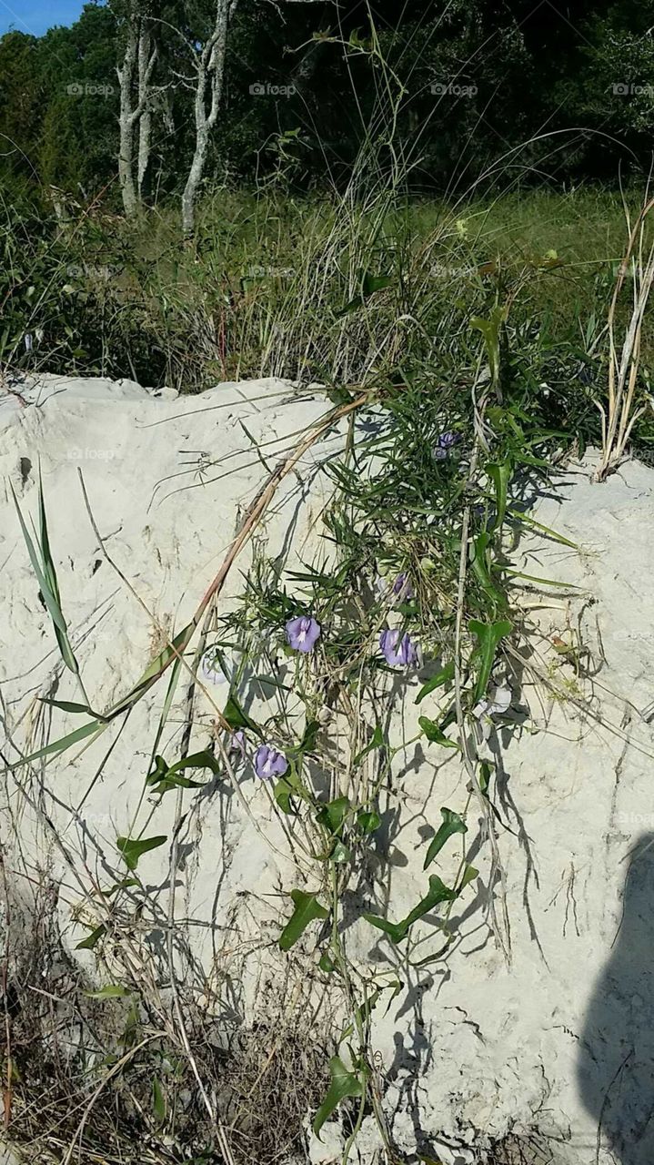 Dunes n Blooms