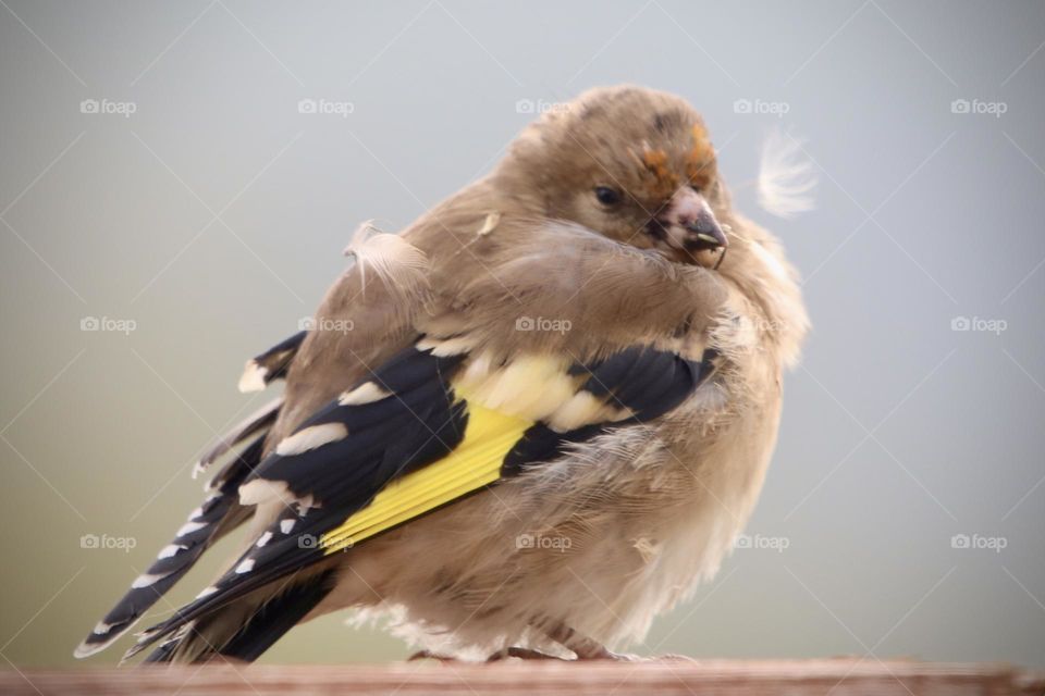 goldfinch