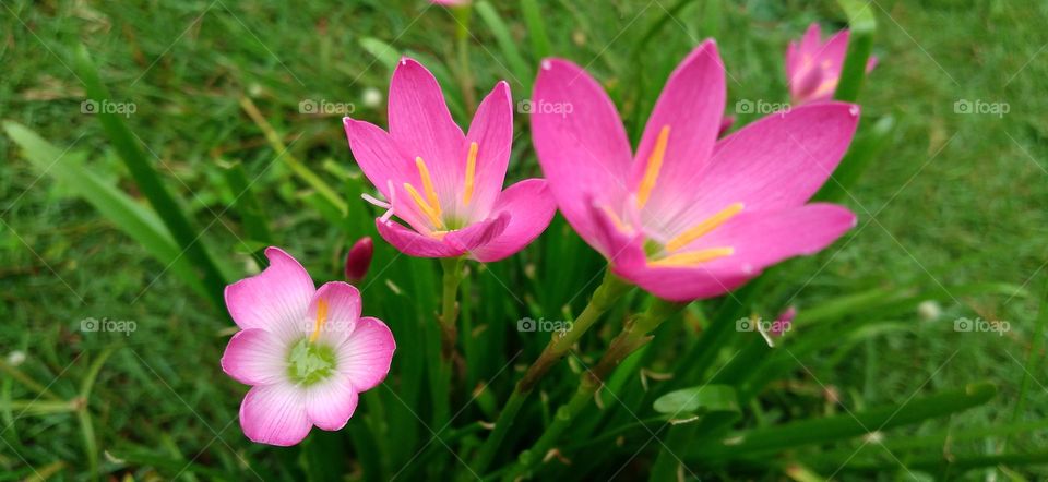 Zephyranthes minuta plants grow wild in the yard.