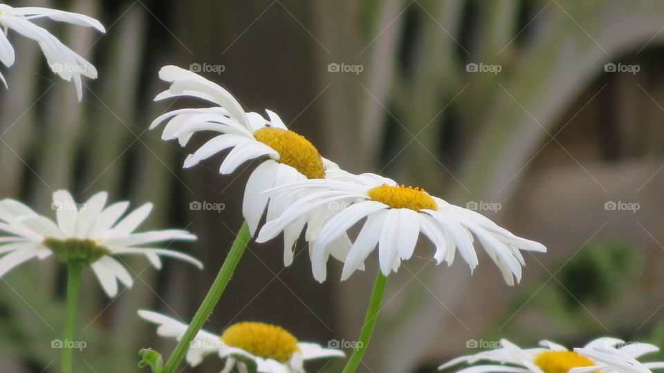 White flowers 