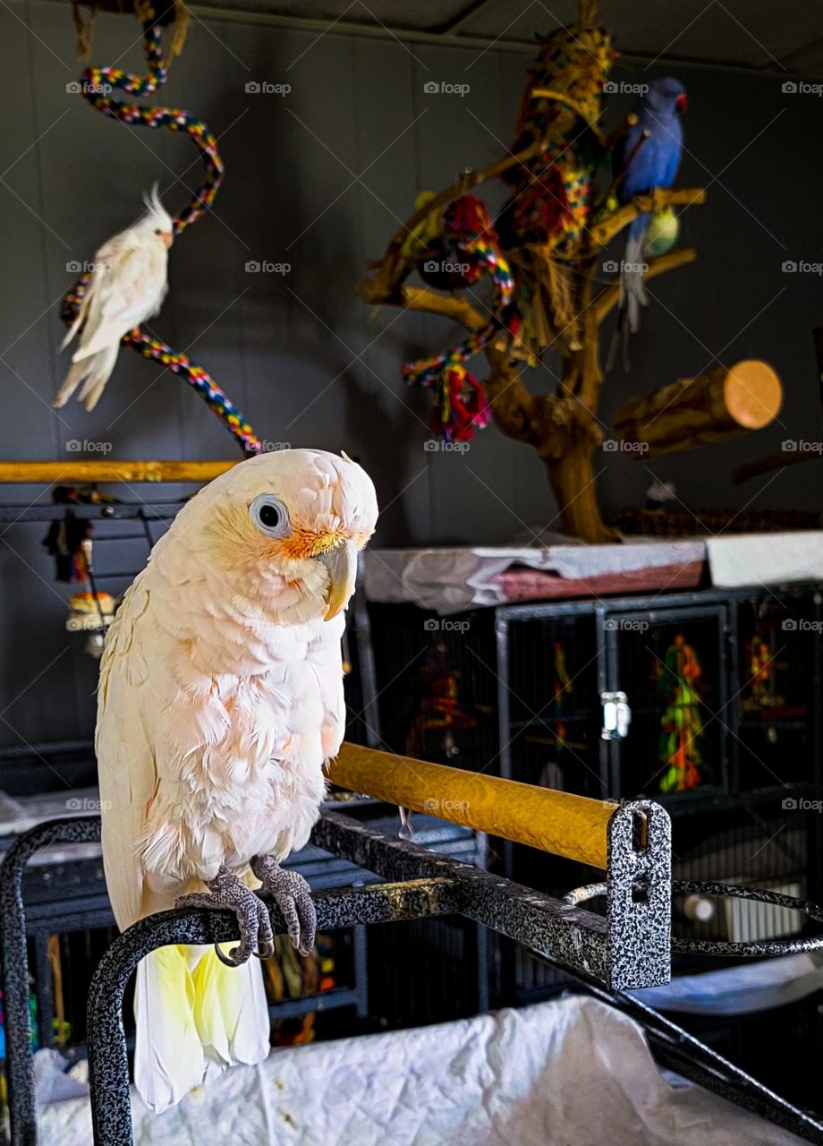 goffin cockatoo on perch