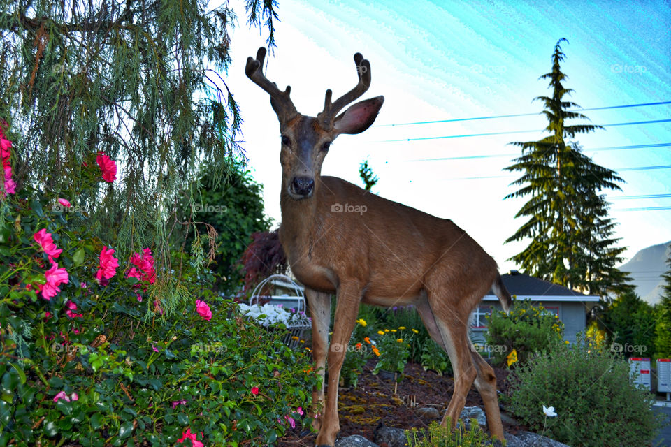 Young Buck in Front Yard. Last night's visitor, a young buck, velvet still on his antlers, there to nibble on some roses...