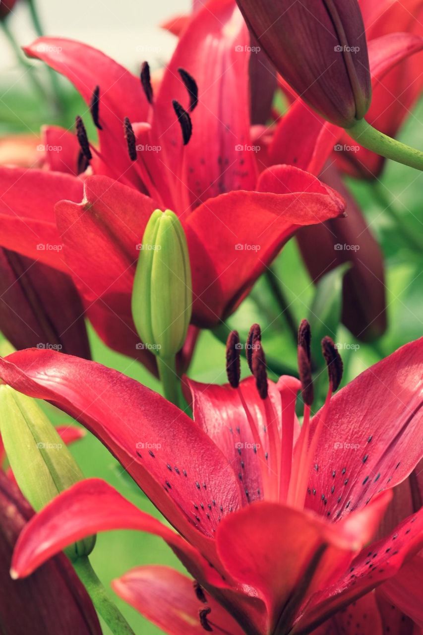 Magenta flowers in bloom, flowers in bloom, colorful flowers, closeup of magenta flowers, macro flower shot 