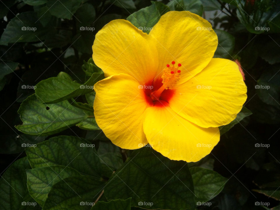 garden yellow flower red by dawax