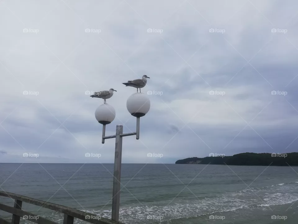 Möwen
