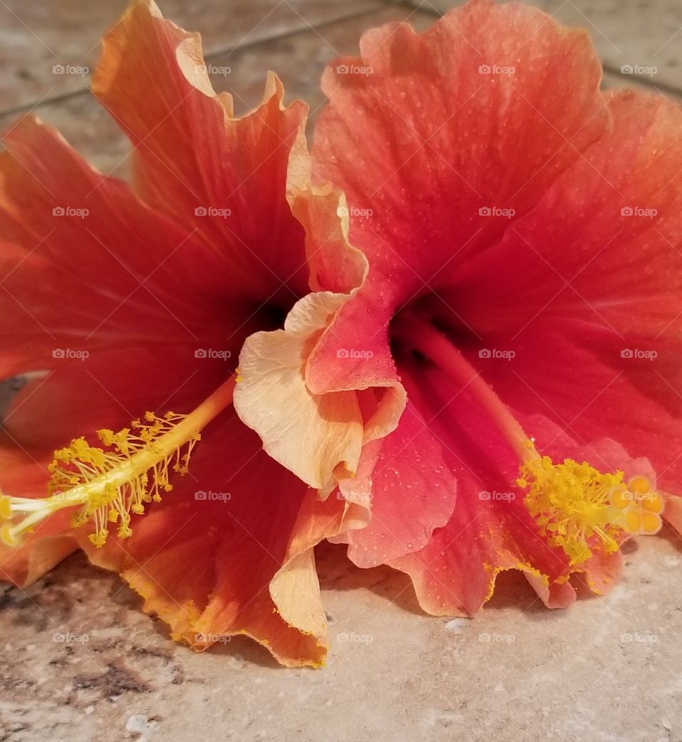 Two Hibiscus Flowers