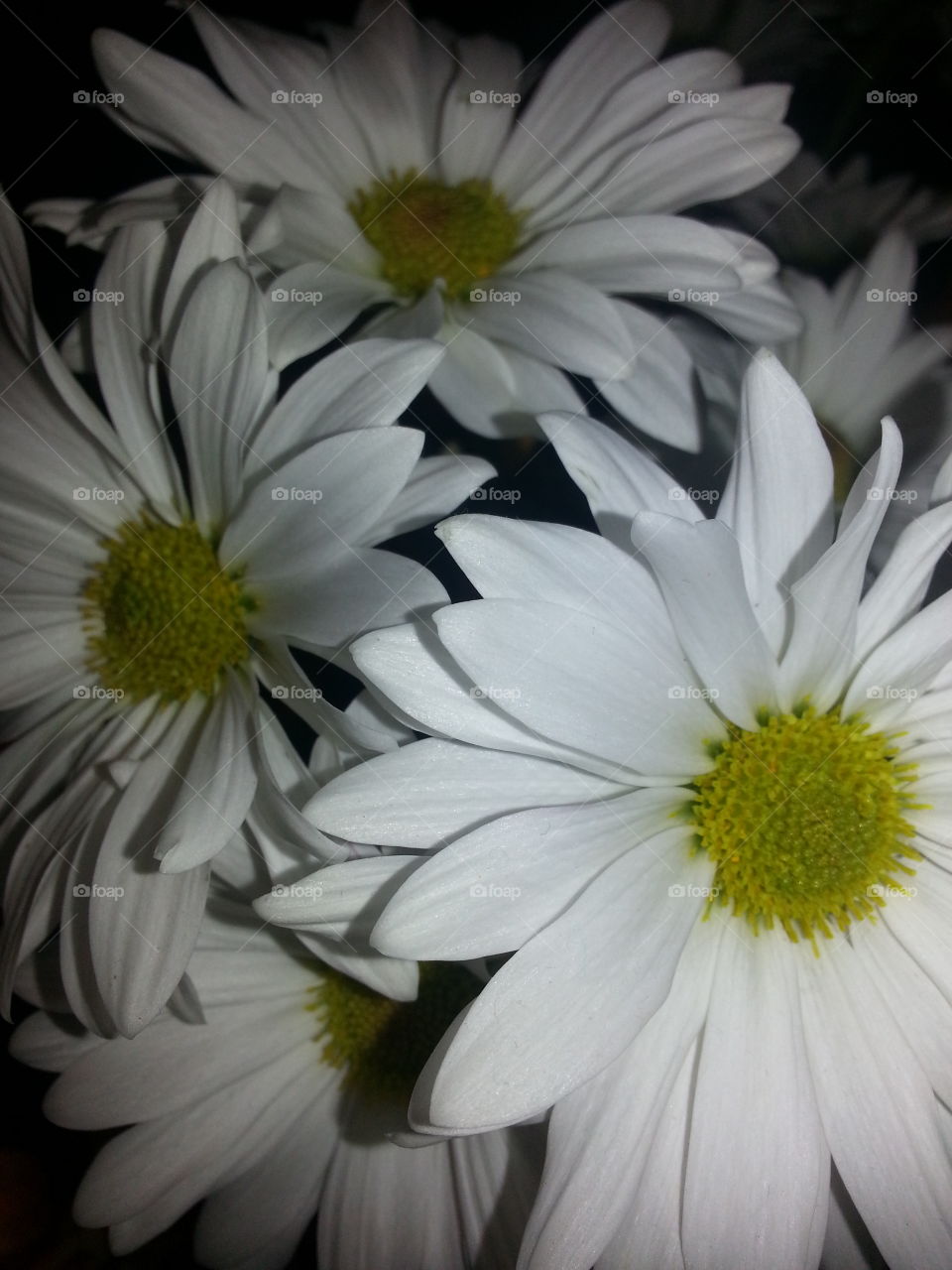 Daisies. my favorite flower