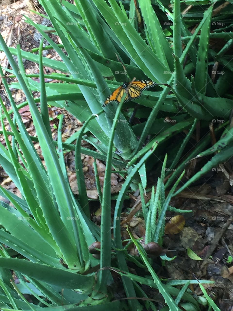 Monarch butterfly perched on a green aloe plant.