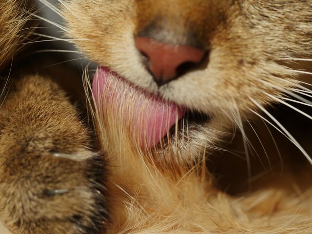 Cat grooming