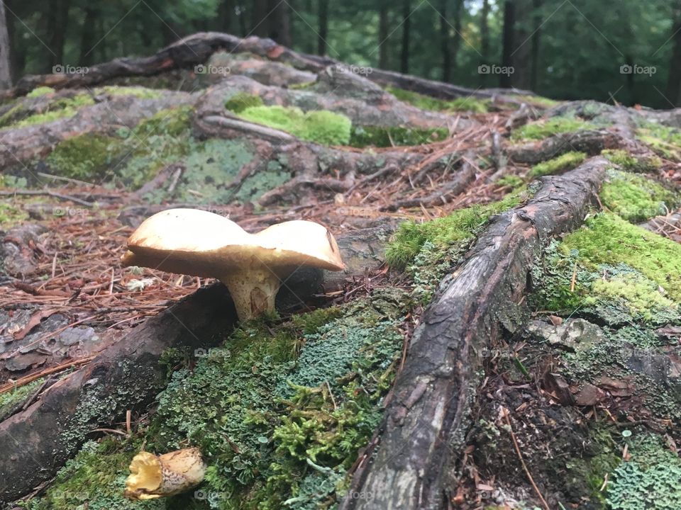 Double mushroom 
