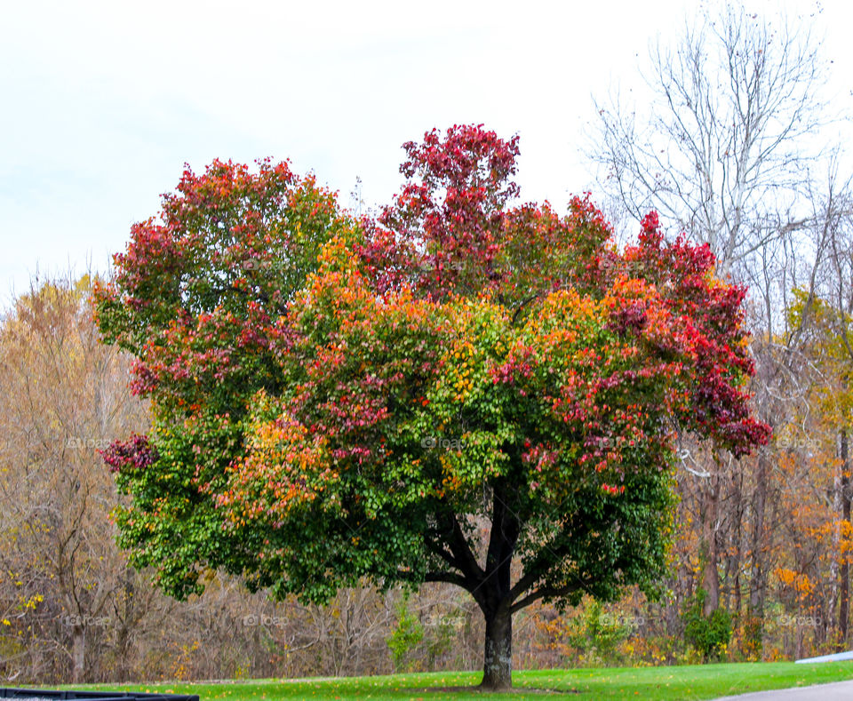 Colorful fall tree
