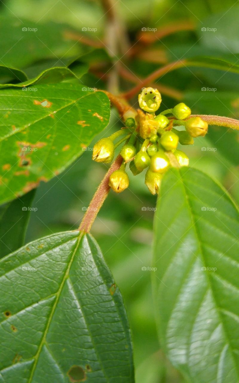 Getting close up with flower buds