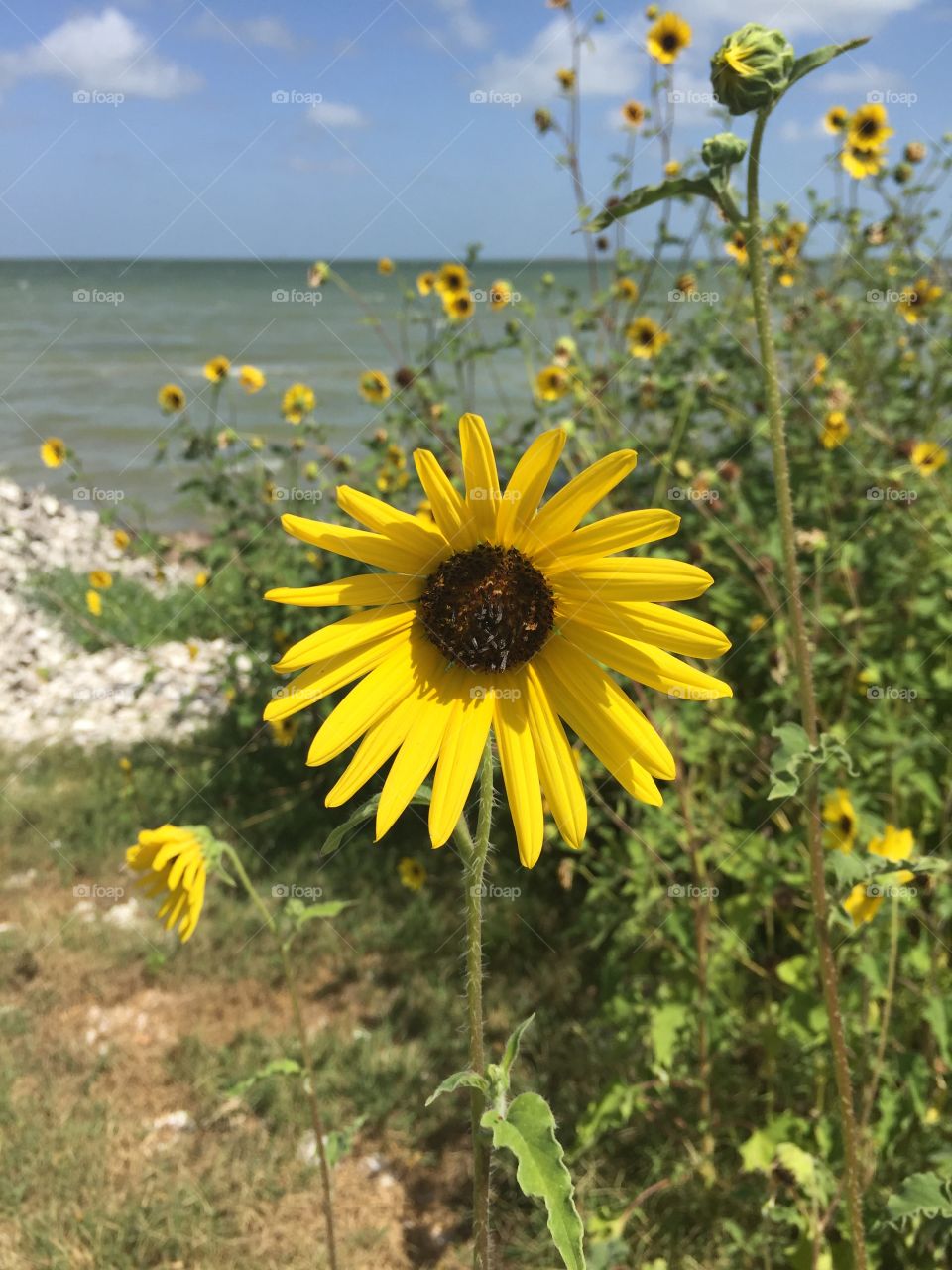Beautiful sunflower by the ocean 
