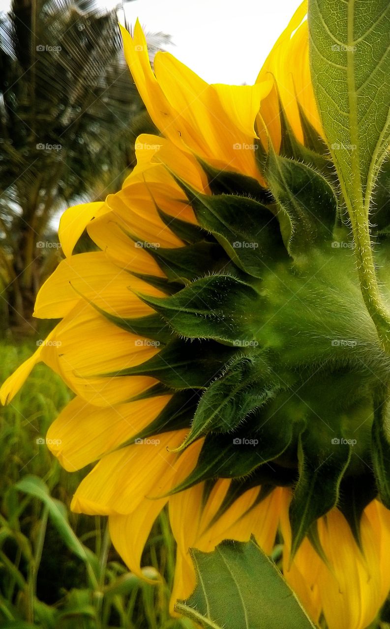 sunflower.. bright day.. closeup.. leaf