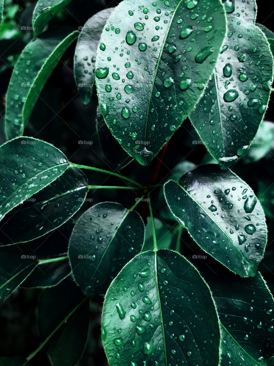 Fresh green wet leaves 