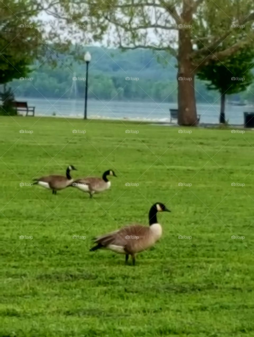 geese