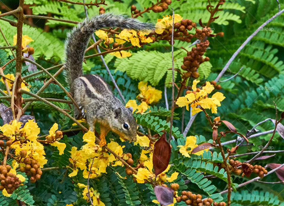 animal photography - squirrel  - enjoying morning food