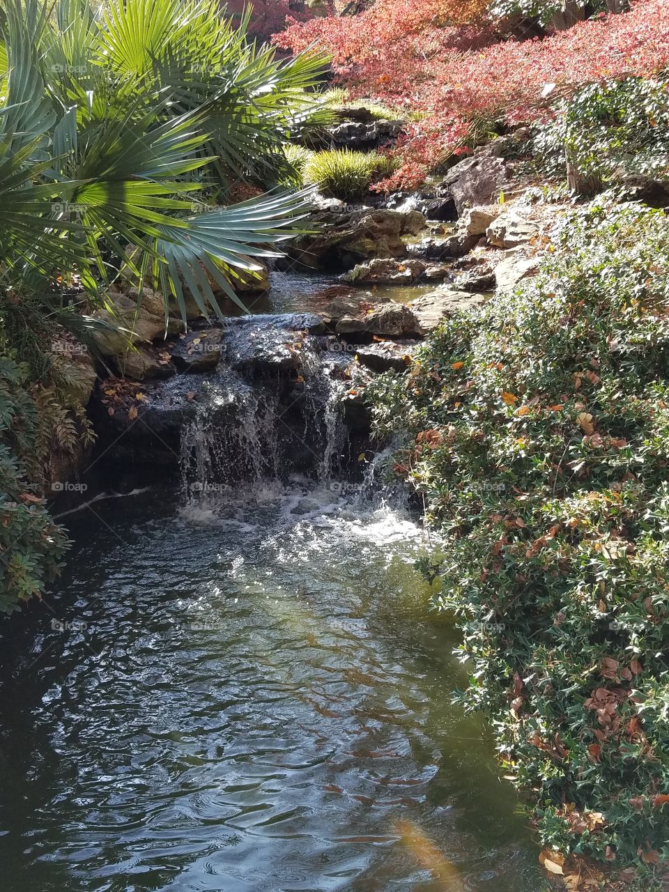 Japanese Gardens at Fort Worth botanical