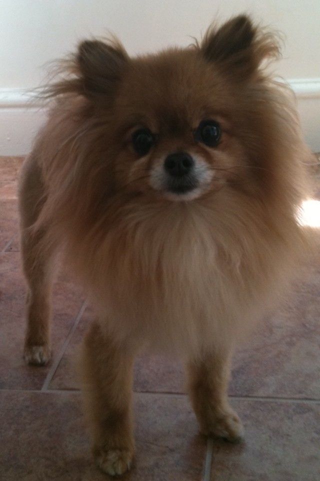Daisy