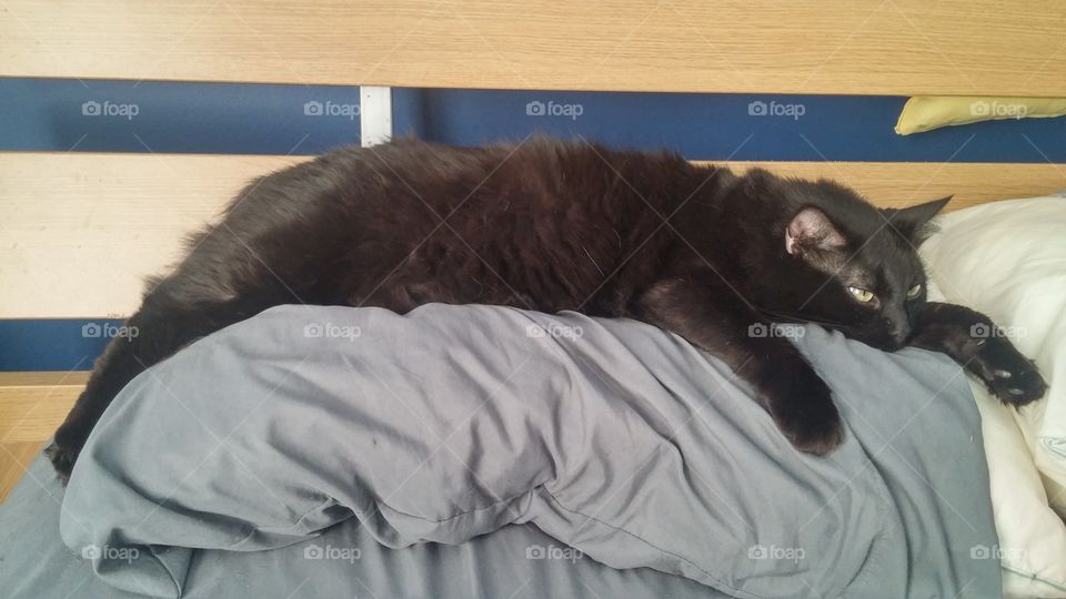 Cat, Bed, Sleep, Mammal, One