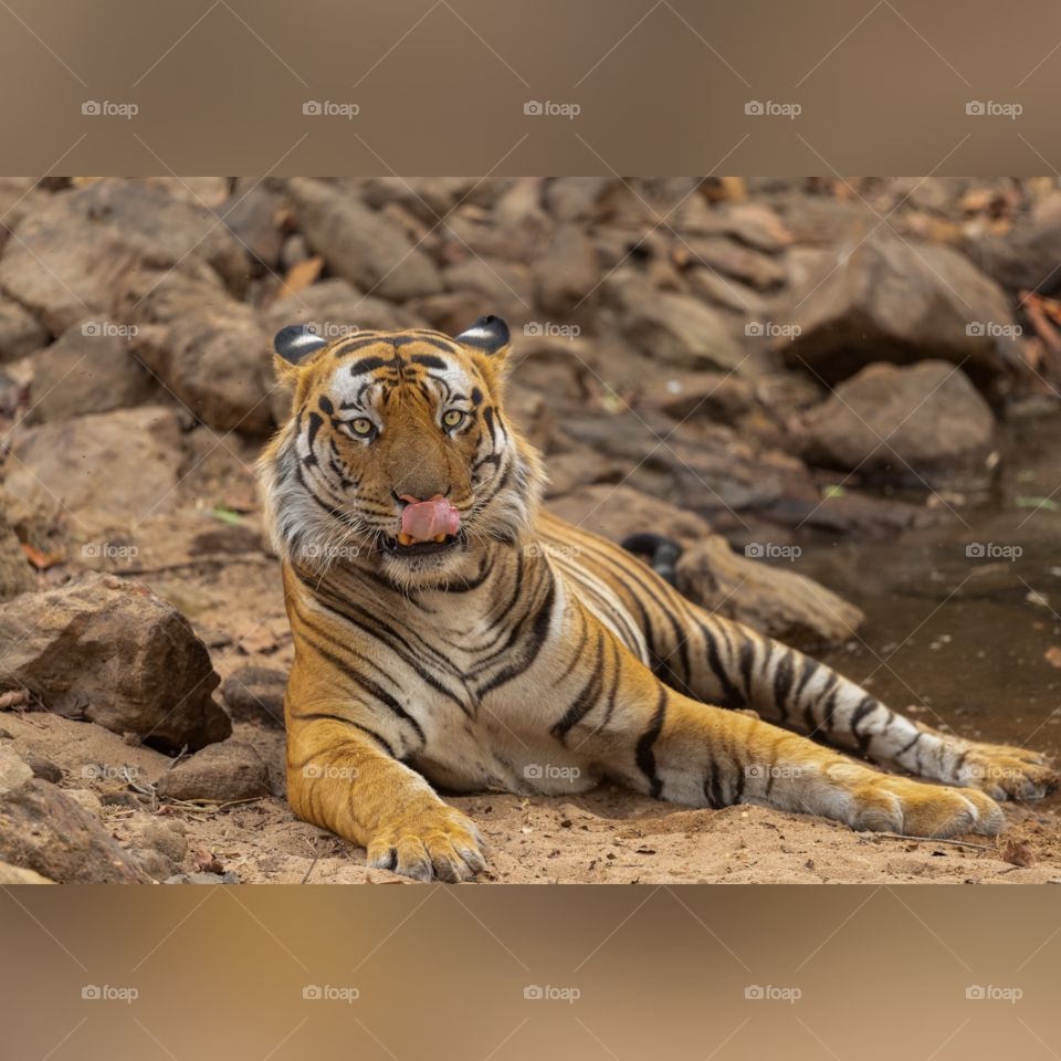 CHOTA BHEEM in his private pool!