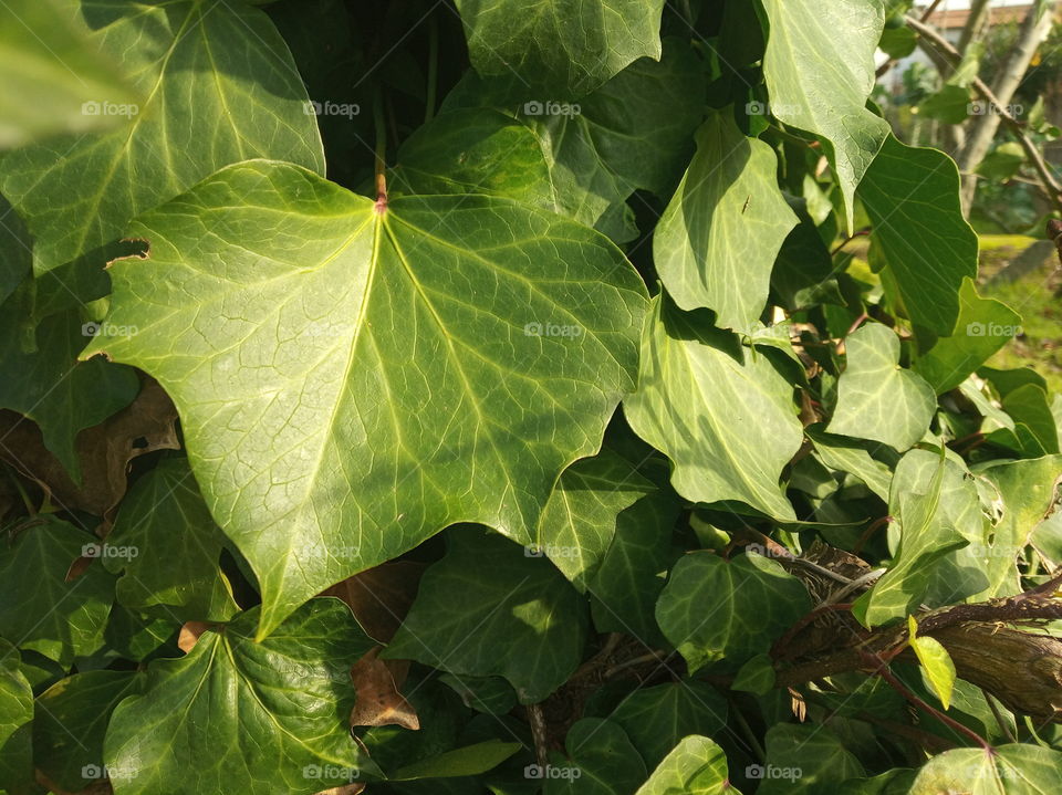 Ivy Leaf