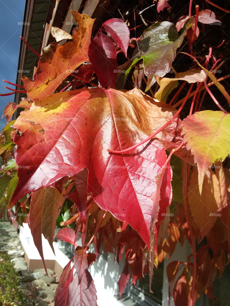 leaf autumn