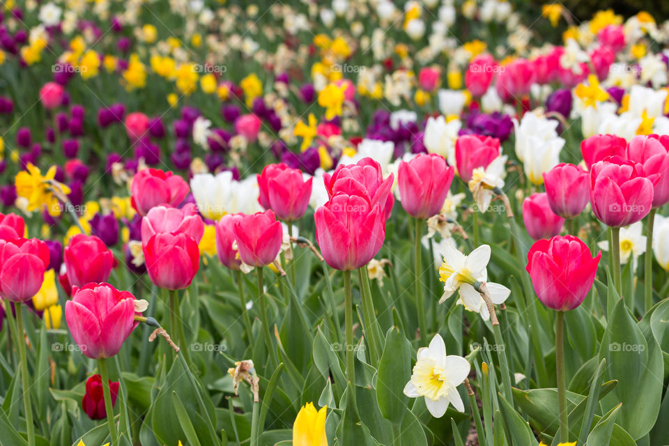 Field of colorful tulips and daffodils flowers
