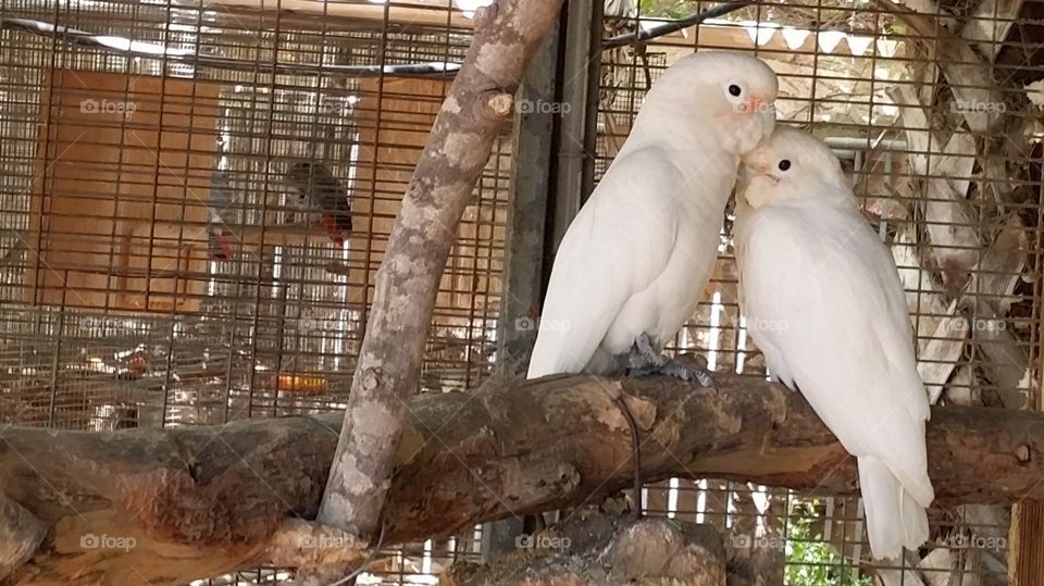 Parrots' Love