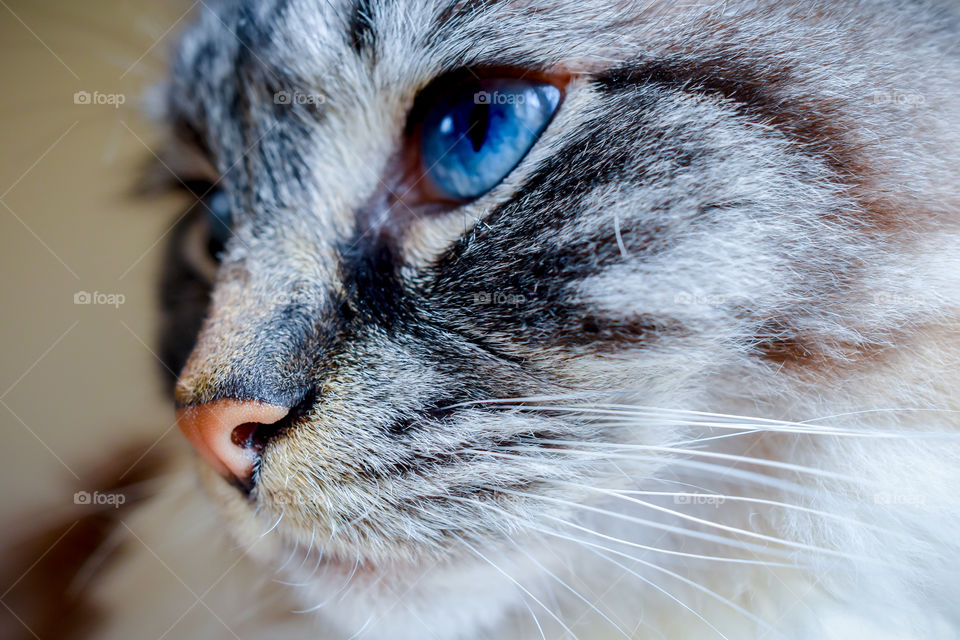 side portrait cat