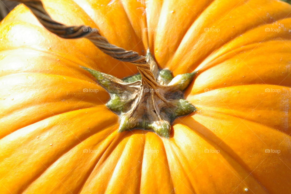 Pumpkin texture