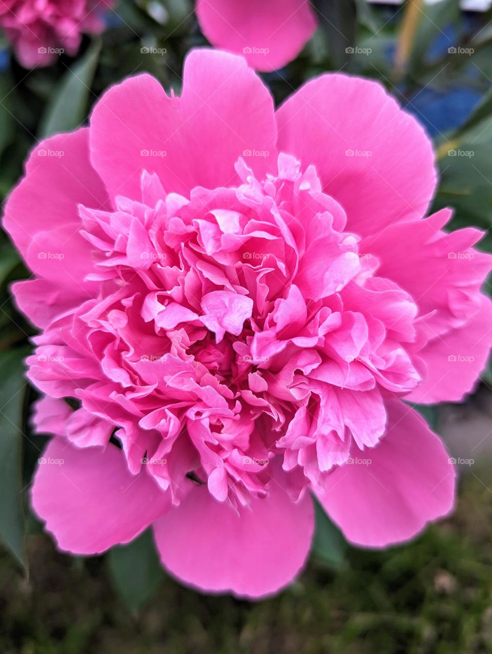 Pink Peony