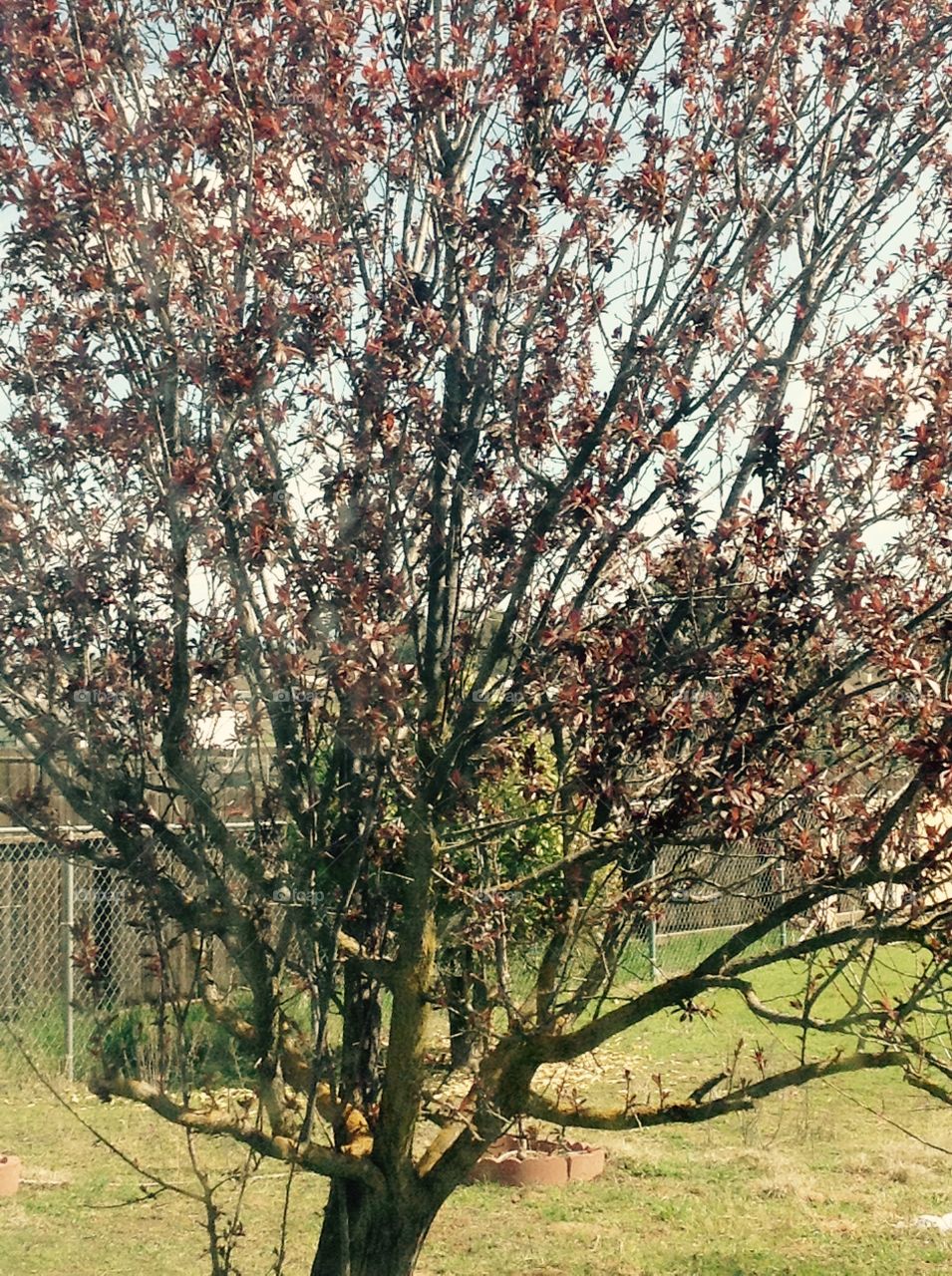Tree in my backyard blooming for another Spring.
