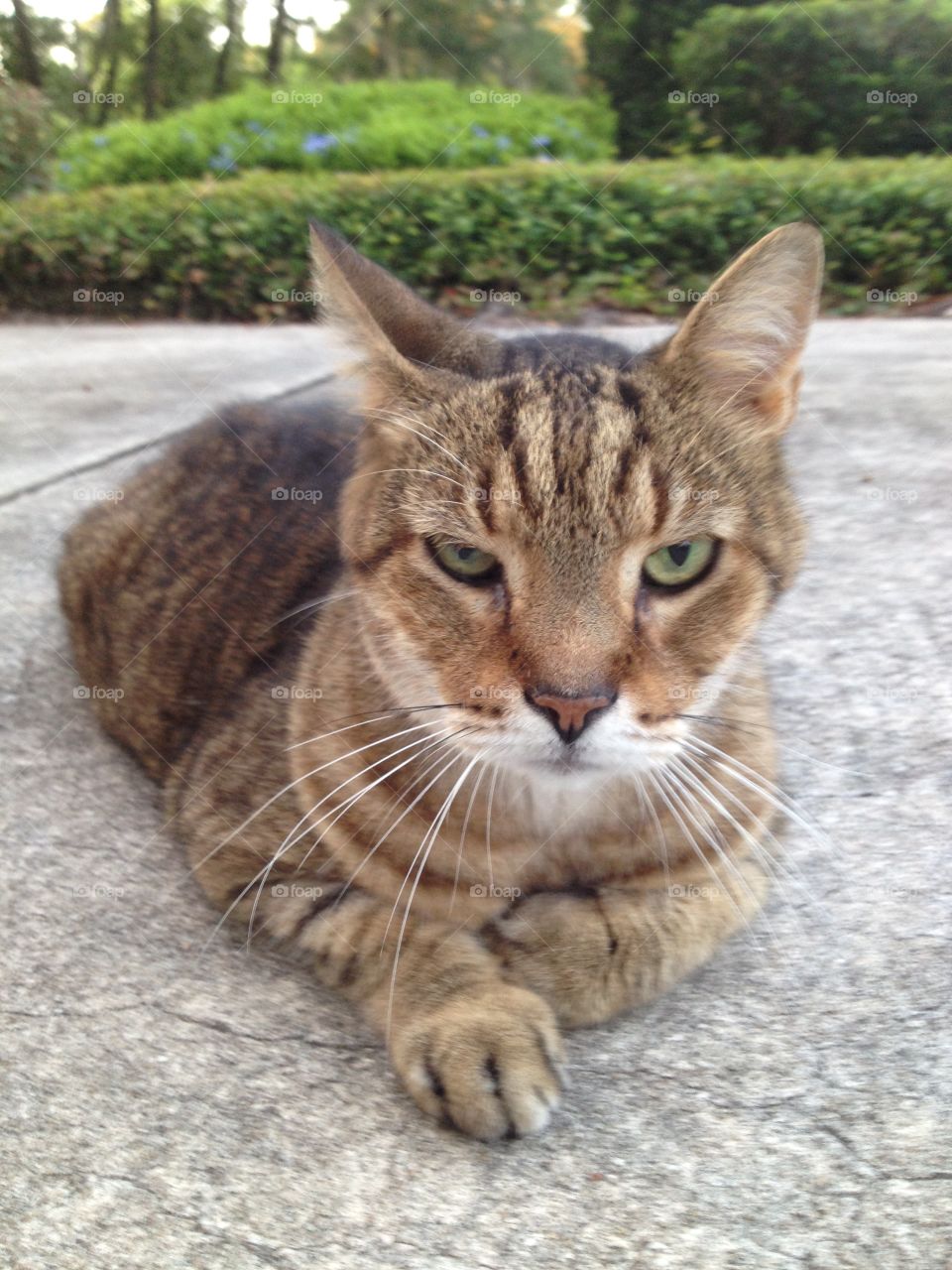 Cute, Cat, Fur, Eye, Animal