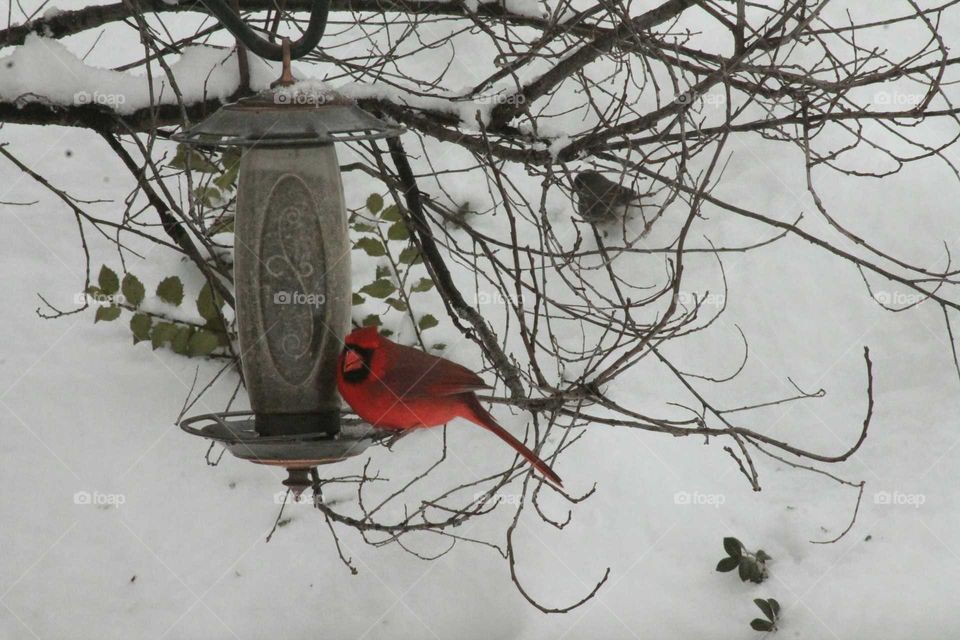 Winter, Bird, Tree, Snow, Branch