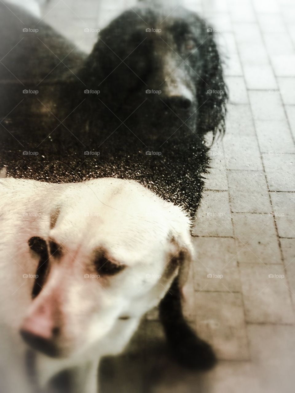Sad dogs in rain